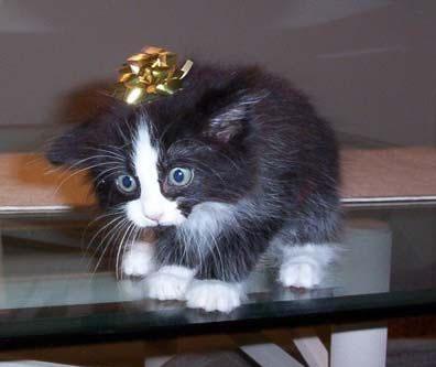 cute20cat_jpg.jpg