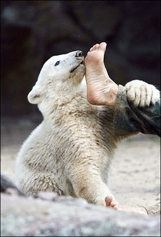 knutfoot.jpg